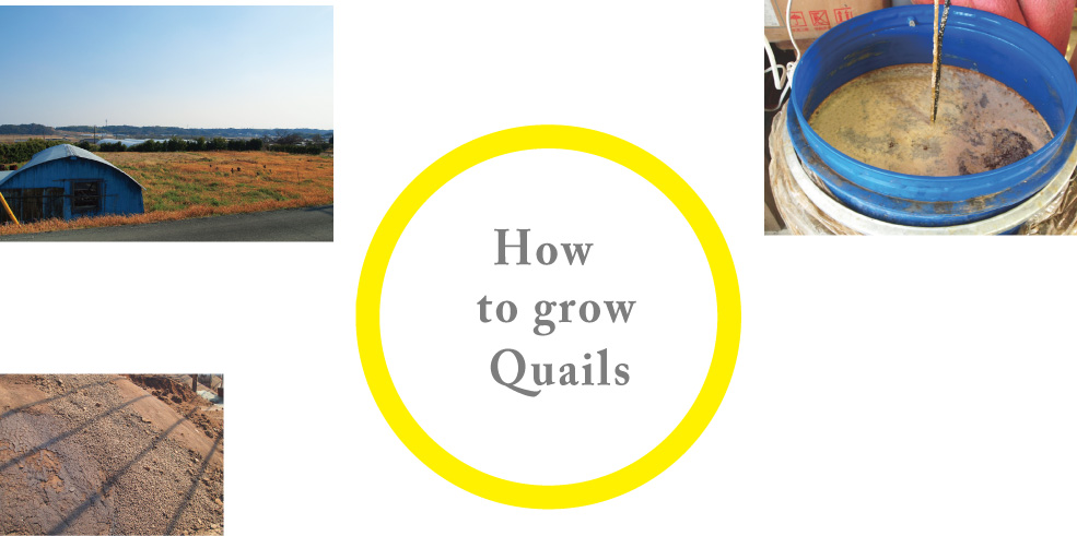 How to grow Quails