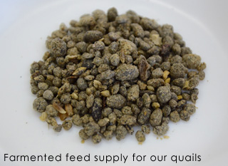 Farmented feed supply for our quails